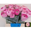 Ranunculus Amandine Pink