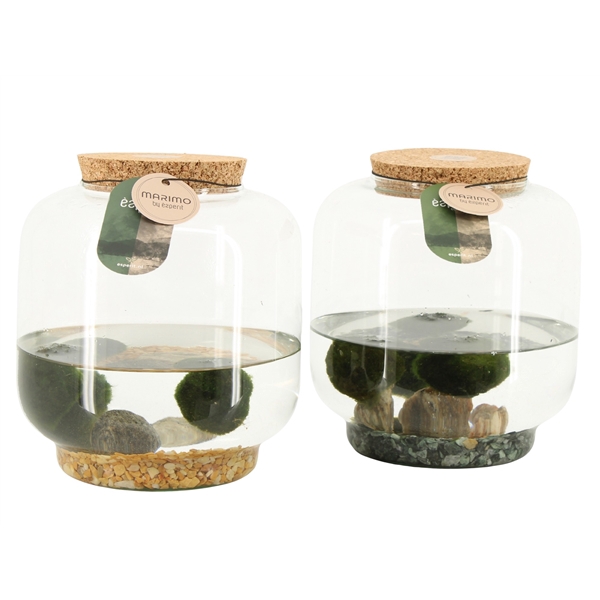 90688: Marimo arrangement