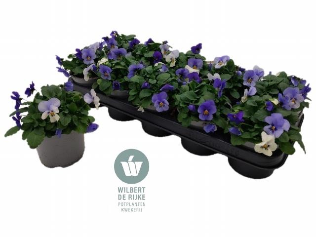 <h4>VIO CO EM MM ATHENE</h4>