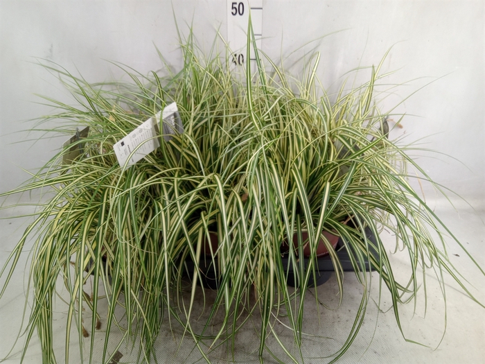 <h4>Carex hachijoensis 'Evergold'</h4>