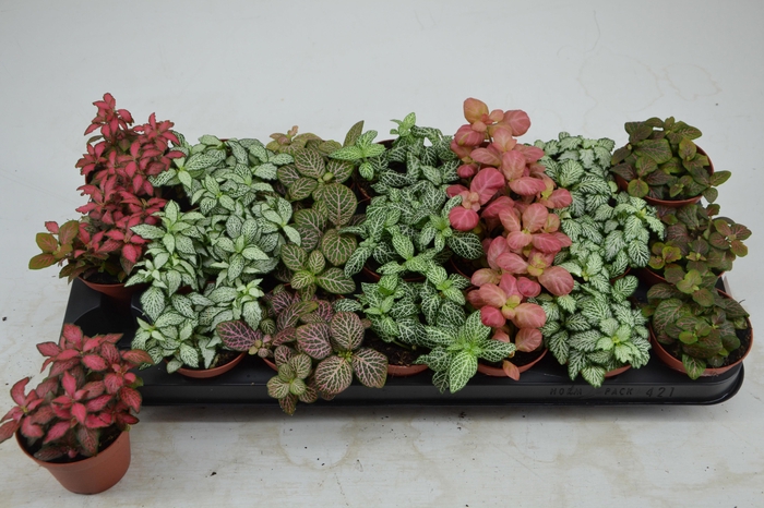 <h4>Fitt Gem 7 Kl</h4>