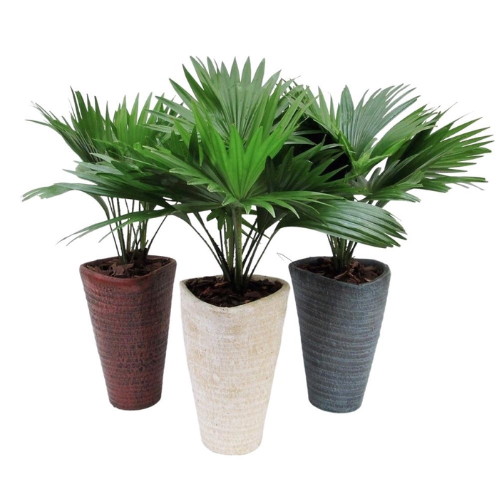 <h4>Livistona rotundifolia in susan pot met schors</h4>