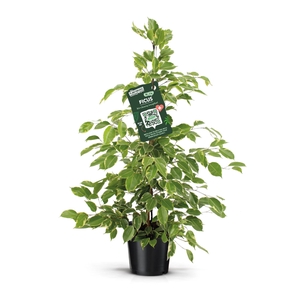 Ficus Golden King