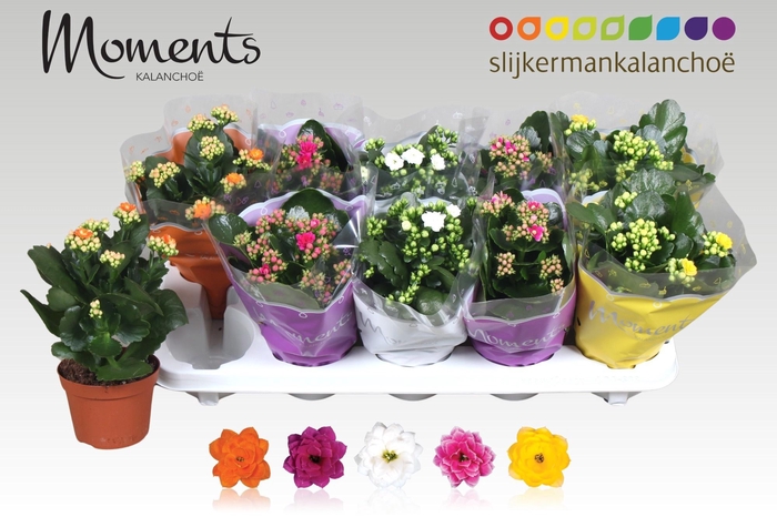 <h4>KAL GE GEM 5 KL</h4>