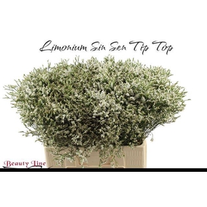 LIM SIN SEN TIP TOP