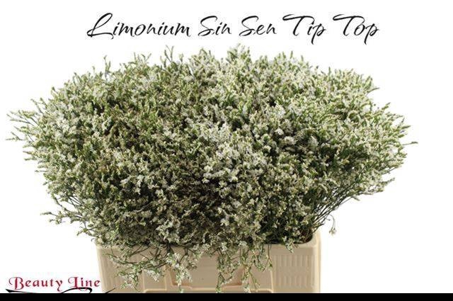 <h4>LIM SIN SEN TIP TOP</h4>