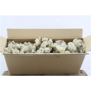 Mos Reindeer Moss Natural 450gr