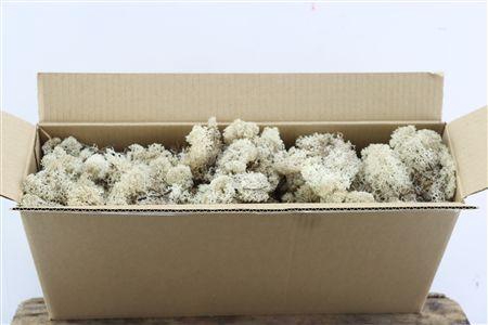 <h4>Mos Reindeer Moss Natural 450gr</h4>