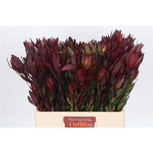 Leucad Saf Sunset Vertakt