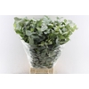 Euca Cinerea Heavy 5 Stems Selected