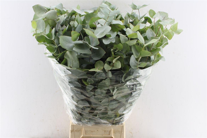 Euca Cinerea Heavy 5 Stems Selected