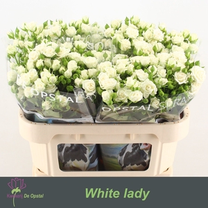 R TR WHITE LADY