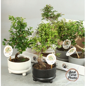 BONSAI GEM