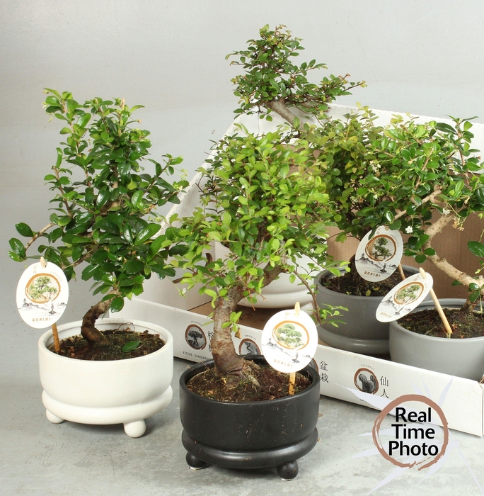 <h4>BONSAI GEM</h4>