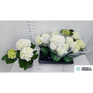 !! PROMO !! HYDR M WHITE MERLIN P14