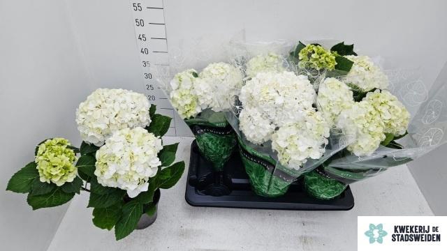 <h4>!! PROMO !! HYDR M WHITE MERLIN P14</h4>