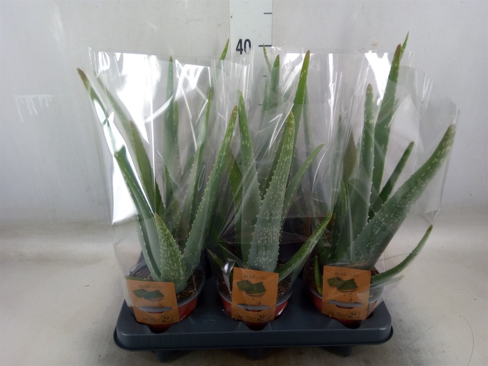 <h4>Aloe vera</h4>