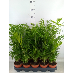 Chamaedorea elegans