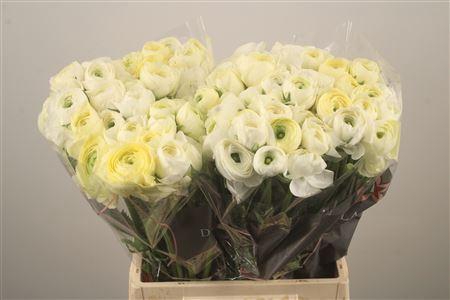 <h4>Ran El Creme</h4>