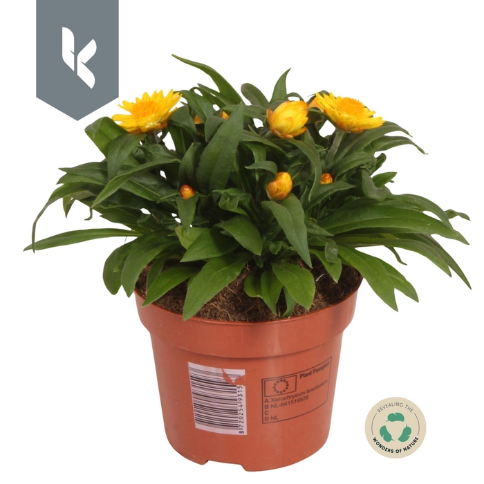 <h4>Xerochrysum bracteatum Crispy Yello</h4>