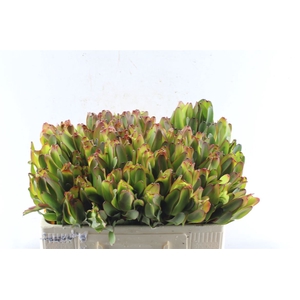 Leucad Laurel Yellow