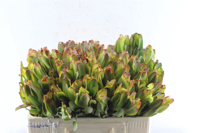 <h4>Leucad Laurel Yellow</h4>