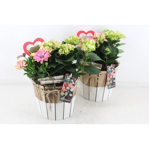 arr4 Outdoor MB - Hort. mix Duo pot
