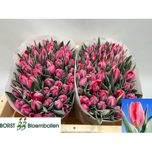 TU EN SHININ PRINCES