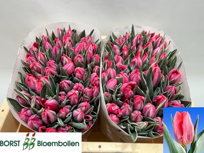 <h4>TU EN SHININ PRINCES</h4>