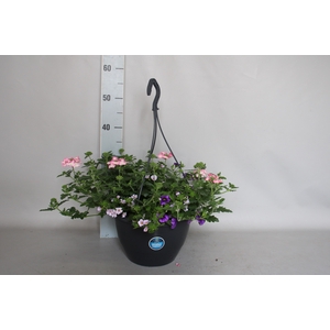 Hangpotten 27 waterreservoir Mix 10 Calibrachoa, Bacopa, Verbena