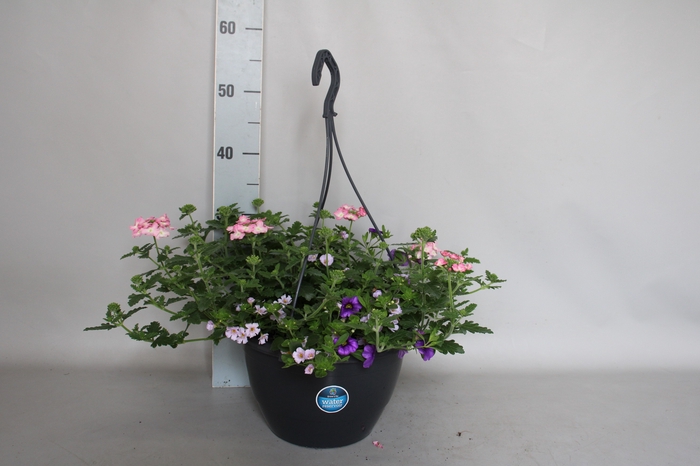 <h4>Hangpotten 27 waterreservoir Mix 10 Calibrachoa, Bacopa, Verbena</h4>