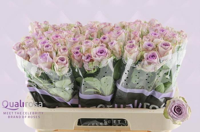 <h4>R Gr Lullaby</h4>