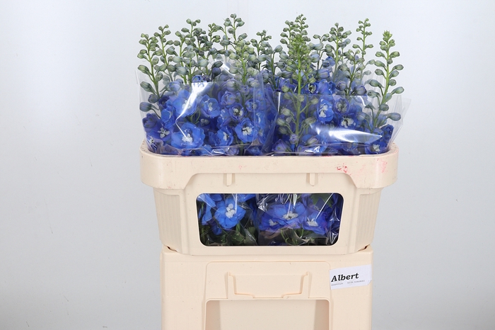 <h4>Delphinium El Aurora Blue</h4>