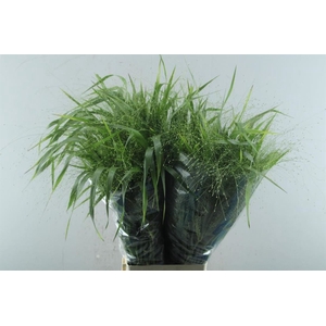 Siergras Panicum Fountain