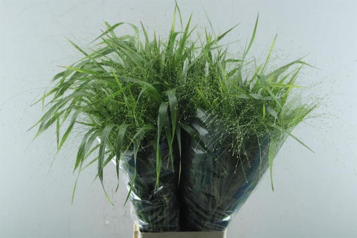 <h4>Siergras Panicum Fountain</h4>