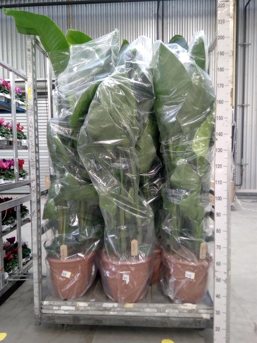 <h4>Strelitzia nicolai</h4>