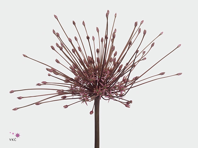 Allium Schubertii X6