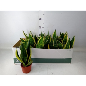Sansevieria trifa. 'Futura Superba'