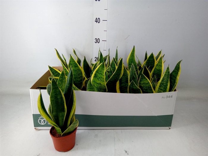 <h4>Sansevieria trifa. 'Futura Superba'</h4>