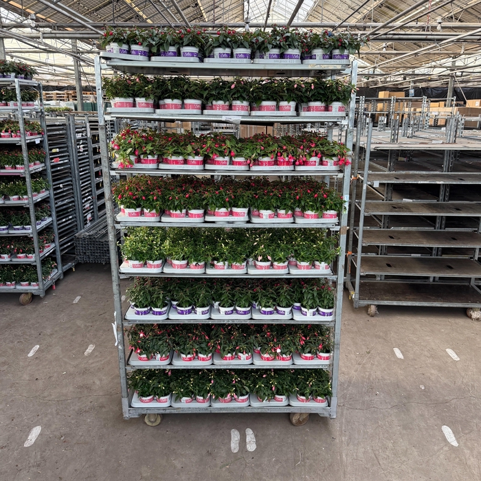 <h4>FUCHSIA B F MIXK</h4>