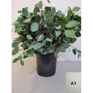 EUC POPULUS PER STEEL -IT-