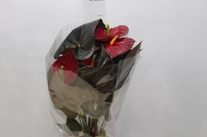 <h4>ANTHURIUM DELICATA P17</h4>