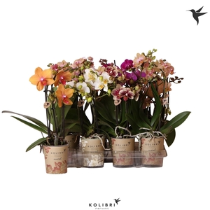Kolibri Phal 3-tak Mix