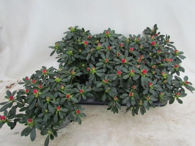 <h4>RHODO SI TOSH PARIS</h4>