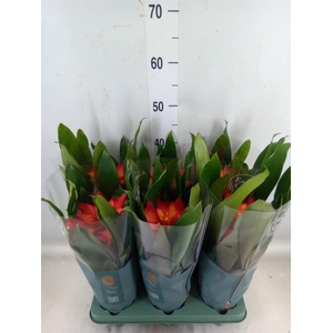 Guzmania  'Fiero Red'