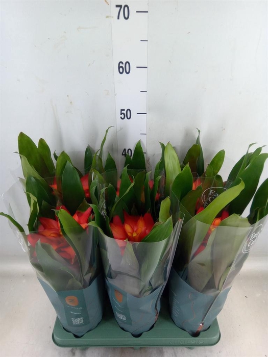 <h4>Guzmania  'Fiero Red'</h4>