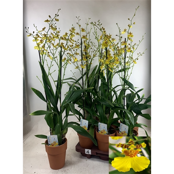 <h4>Oncidium XXL in terracotta overpot</h4>