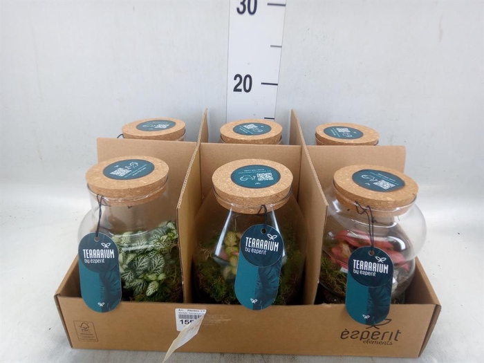 <h4>Arr.    Planten  L%</h4>