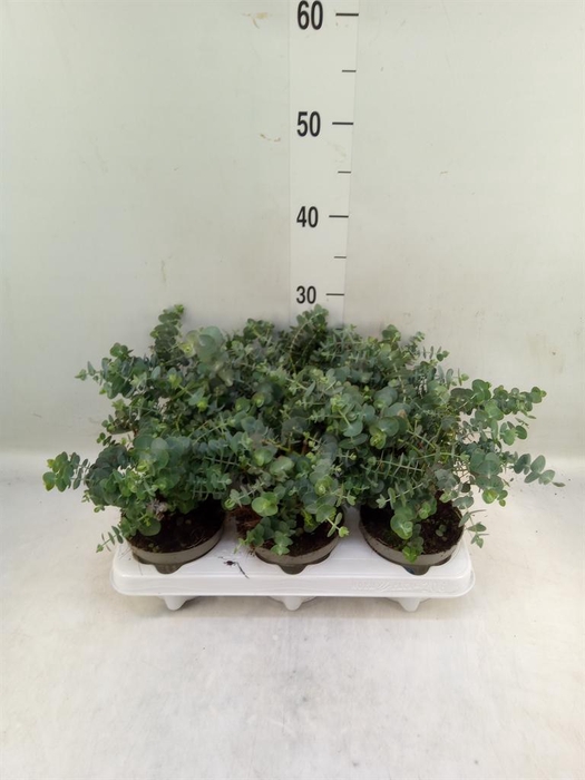 <h4>Eucalyptus gunnii</h4>