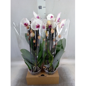 Phalaenopsis  'Elegant Cascade'